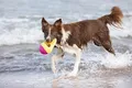 Ďalší obrázok produktu Aqua Toy žraločia plutva, plávajúce, TPR, o 18