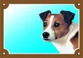 Farebná ceduľka Pozor pes, Jack Russel teriér