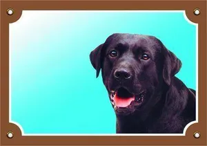 Farebná ceduľka Pozor pes, Labrador čierny
