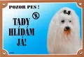 Farebná ceduľka Pozor pes, Maltézsky pinč