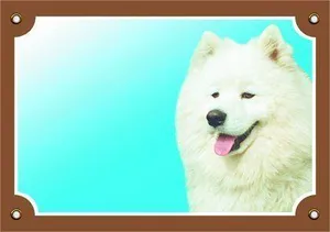 Farebná ceduľka Pozor pes, Samojed