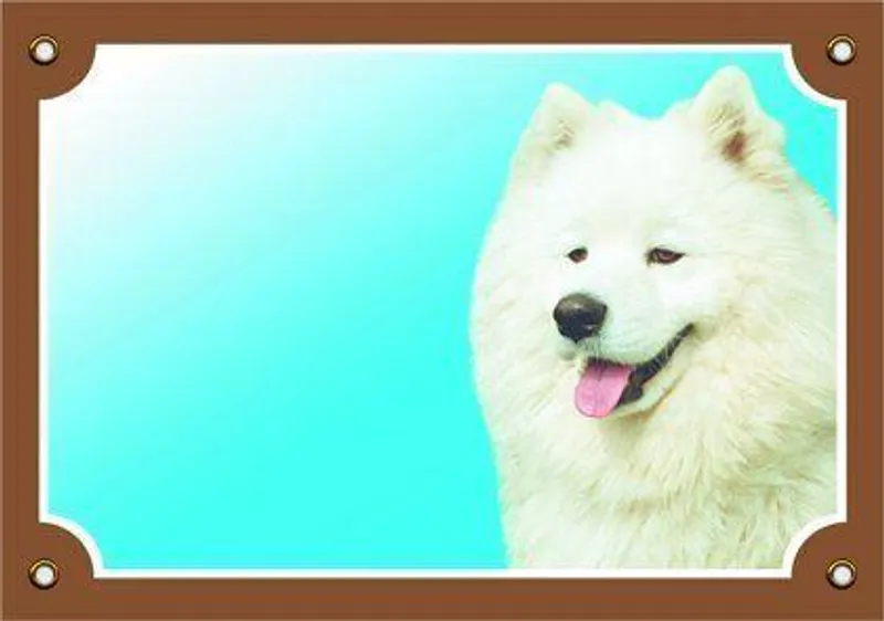 Hlavný obrázok produktu Barevná cedulka Pozor pes, Samojed
