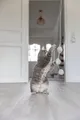 Ďalší obrázok produktu Hrací prút s 3 hrkajúcimi loptičkami as catnipom, 35 cm