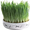 Keramická miska na trávu pre mačky 15x4cm, 50g trávne semeno