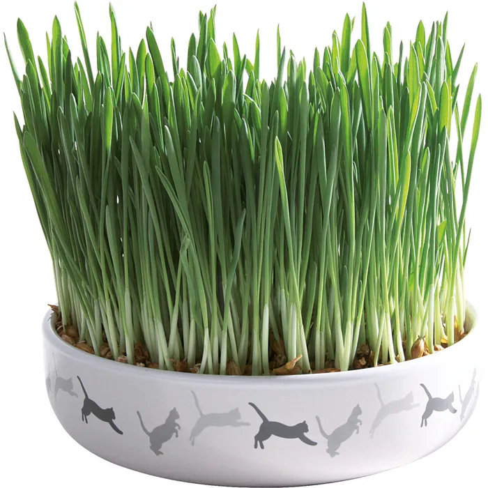 Hlavný obrázok produktu Keramická miska na trávu pro kočky 15x4cm, 50g travní semeno