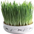 Ďalší obrázok produktu Keramická miska na trávu pre mačky 15x4cm, 50g trávne semeno