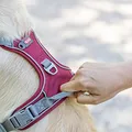 Ďalší obrázok produktu Postroj PREMIUM ACTIVE, sangria S: 35-50 cm/ 15 mm