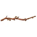 Ďalší obrázok produktu Prírodné dekorácie do terária, vetva z vínnej révy XL 55-80cm