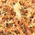 Ďalší obrázok produktu Rašelinovníkový mach, tropický terárijný substrát 100 g