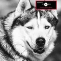Ďalší obrázok produktu Zošit "Animal World", A4, linajkovaný, 96 listov, UNIPAP
