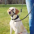 Ďalší obrázok produktu TOP TRAINER výcviková ohlávka S 22cm TRIXIE