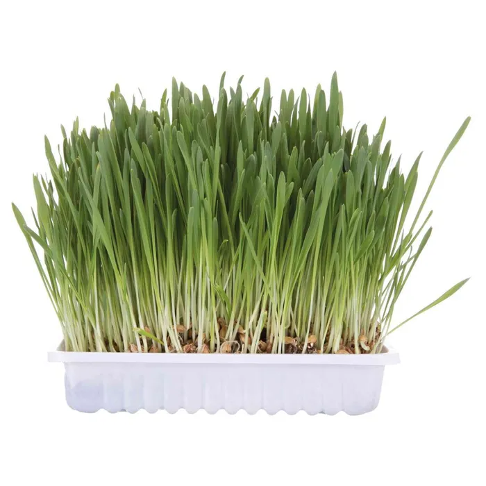 Hlavný obrázok produktu Tráva pro kočku v misce 100g TRIXIE