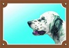 Papírenské zboží - Farebná ceduľka Pozor pes, Anglický seter biely
