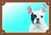 Papírenské zboží - Farebná ceduľka Pozor pes, Francúzsky buldoček svetlý