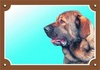 Papírenské zboží - Farebná ceduľka Pozor pes, Španielsky mastin