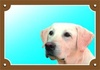 Papírenské zboží - Farebná ceduľka Pozor pes, Labrador svetlý
