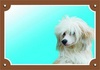 Papírenské zboží - Farebná ceduľka Pozor pes, Čínsky chocholatý pes