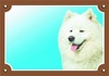 Papírenské zboží - Farebná ceduľka Pozor pes, Samojed