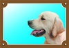 Papírenské zboží - Farebná ceduľka Pozor pes, Zlatý retriever