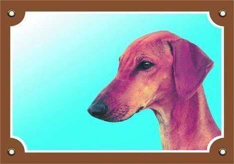 Papírenské zboží - Barevná cedulka Pozor pes, Azavak 