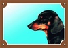 Papírenské zboží - Farebná ceduľka Pozor pes, Jazvečík hladkosrstý čierny
