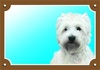 Papírenské zboží - Farebná ceduľka Pozor pes, West highland white terier