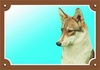 Papírenské zboží - Farebná ceduľka Pozor pes, Západosibírska lajka