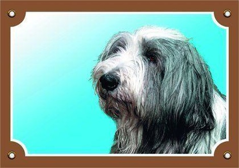 Papírenské zboží - Barevná cedulka Pozor pes, Bearded kolie 
