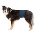 Papírenské zboží - Brušný pás na podložky pre psa samca, tmavo modrý S: pás: 29-37 cm
