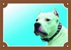 Papírenské zboží - Farebná ceduľka Pozor pes, Doga argentínska