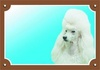 Papírenské zboží - Farebná ceduľka Pozor pes, Pudel svetlý