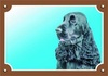Papírenské zboží - Farebná ceduľka Pozor pes, Anglický koker čierny
