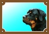 Papírenské zboží - Farebná ceduľka Pozor pes, Rottweiler