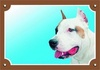 Papírenské zboží - Farebná ceduľka Pozor pes, Stafordšírsky americký teriér