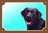 Papírenské zboží - Farebná ceduľka Pozor pes, Labrador čierny